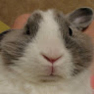 Meet your Posher, Ran